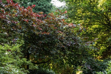 Cercis canadensis 'Forest Pansy' haute-tige