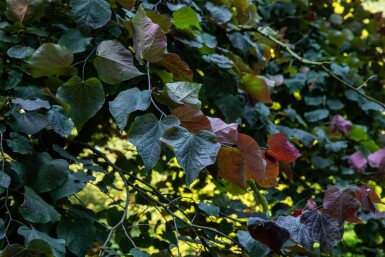 Cercis canadensis 'Forest Pansy' haute-tige 6/8
