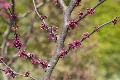 Cercis canadensis 'Forest Pansy' haute-tige 6/8
