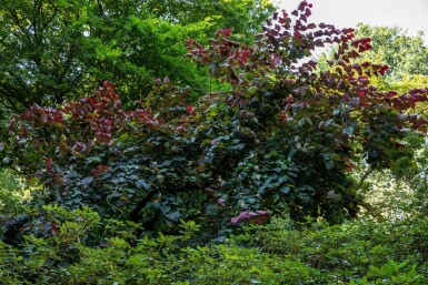 Cercis canadensis 'Forest Pansy' cépée