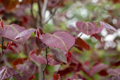 Cercis canadensis 'Forest Pansy' cépée
