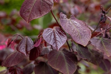 Cercis canadensis 'Forest Pansy' cépée