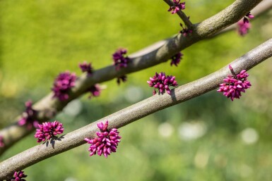 Cercis canadensis 'Forest Pansy' cépée