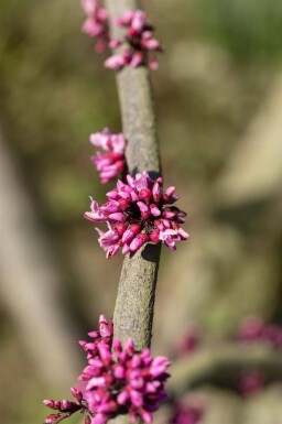 Cercis canadensis 'Forest Pansy' cépée