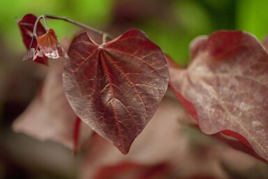 Cercis canadensis 'Forest Pansy' cépée