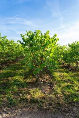 Cercis chinensis 'Avondale' cépée