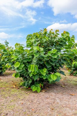 Cercis chinensis 'Avondale' cépée