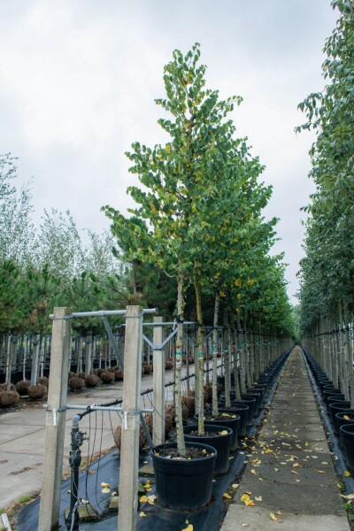 Cercis siliquastrum haute-tige 12/14