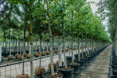 Cercis siliquastrum haute-tige 12/14