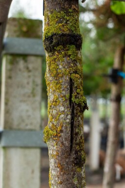 Cercis siliquastrum haute-tige 12/14