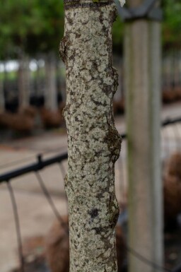 Cercis siliquastrum haute-tige 12/14