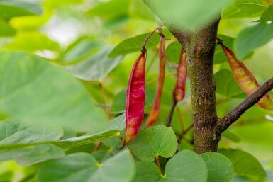 Cercis siliquastrum haute-tige 12/14