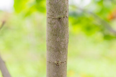 Cercis siliquastrum haute-tige 12/14