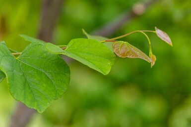 Cercis siliquastrum haute-tige 12/14