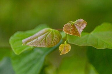 Cercis siliquastrum haute-tige 12/14