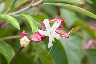 Clerodendrum trichotomum cépée 200-250