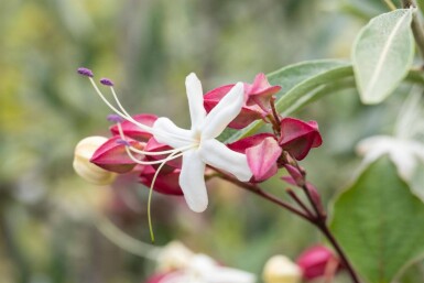 Clerodendrum trichotomum cépée 200-250