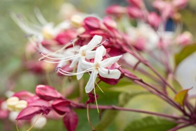 Clerodendrum trichotomum cépée 200-250