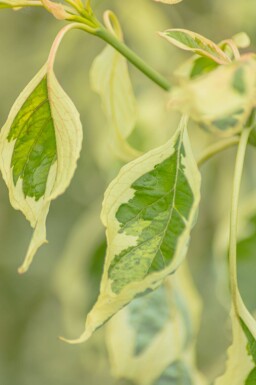 Cornus controversa 'Variegata' cépée 200-250
