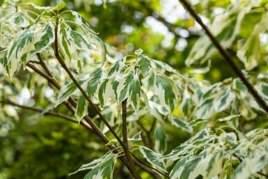Cornus controversa 'Variegata' cépée 200-250
