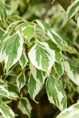Cornus controversa 'Variegata' cépée 200-250
