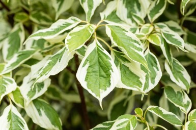 Cornus controversa 'Variegata' cépée 200-250