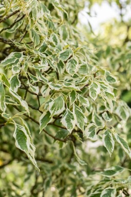 Cornus controversa 'Variegata' cépée 200-250