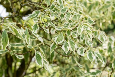 Cornus controversa 'Variegata' cépée 200-250