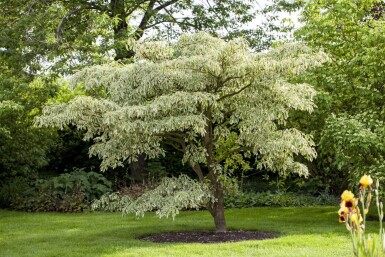 Cornus controversa 'Variegata' cépée 200-250