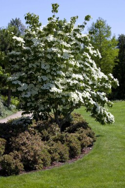 Cornus kousa haute-tige