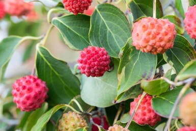 Cornus kousa haute-tige