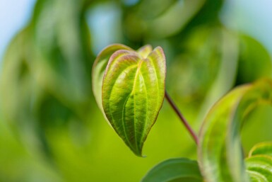 Cornus kousa haute-tige 16/18