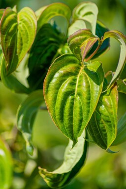 Cornus kousa haute-tige 16/18