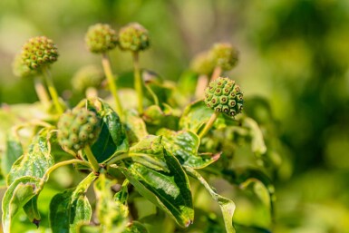 Cornus kousa haute-tige 16/18