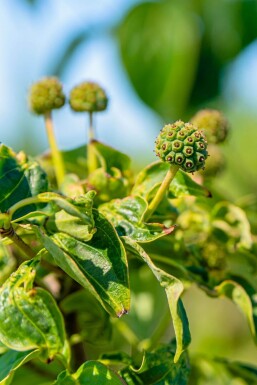 Cornus kousa haute-tige 16/18