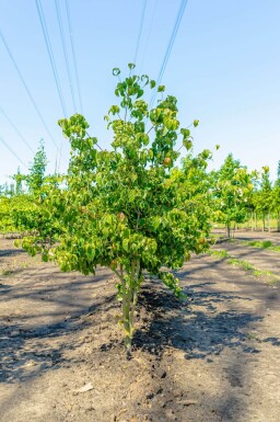 Cornus kousa cépée