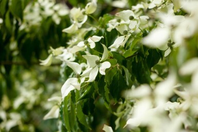 Cornus kousa cépée 200-250