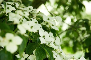 Cornus kousa cépée 200-250