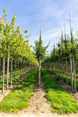Cornus mas haute-tige