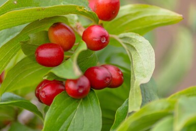 Cornus mas haute-tige 4/6