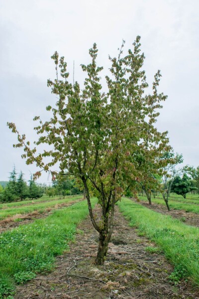 Cornus mas cépée 200-250