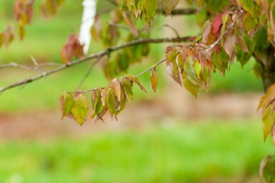 Cornus mas cépée 200-250