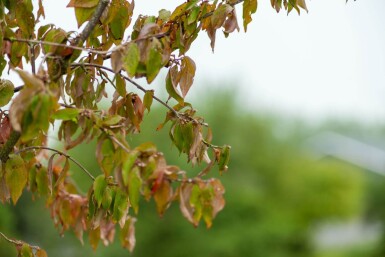 Cornus mas cépée 200-250