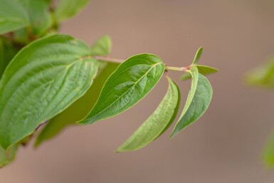 Cornus mas cépée 200-250