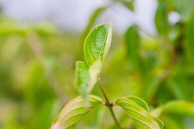Cornus mas cépée 200-250