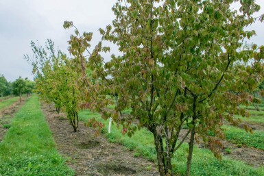 Cornus mas cépée 200-250