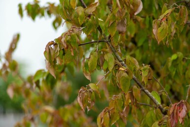 Cornus mas cépée 200-250