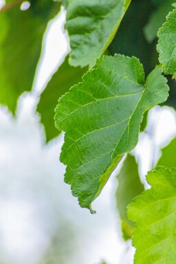 Corylus colurna haute-tige 6/8