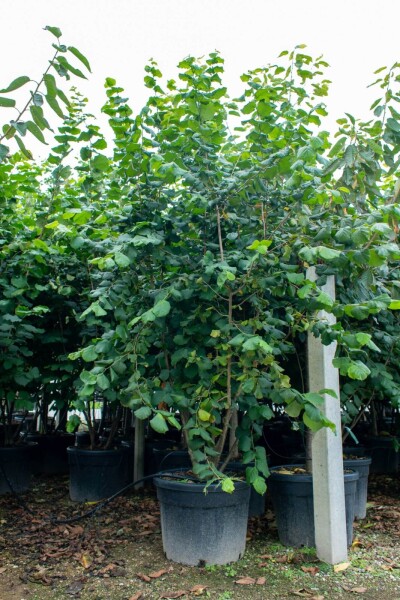Corylus colurna cépée 200-250