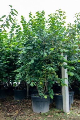 Corylus colurna cépée 200-250